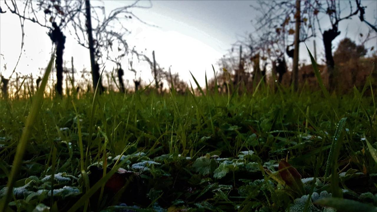 Agriturismo La Guarda Picedo 外观 照片