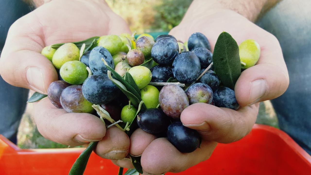 Agriturismo La Guarda Picedo 外观 照片