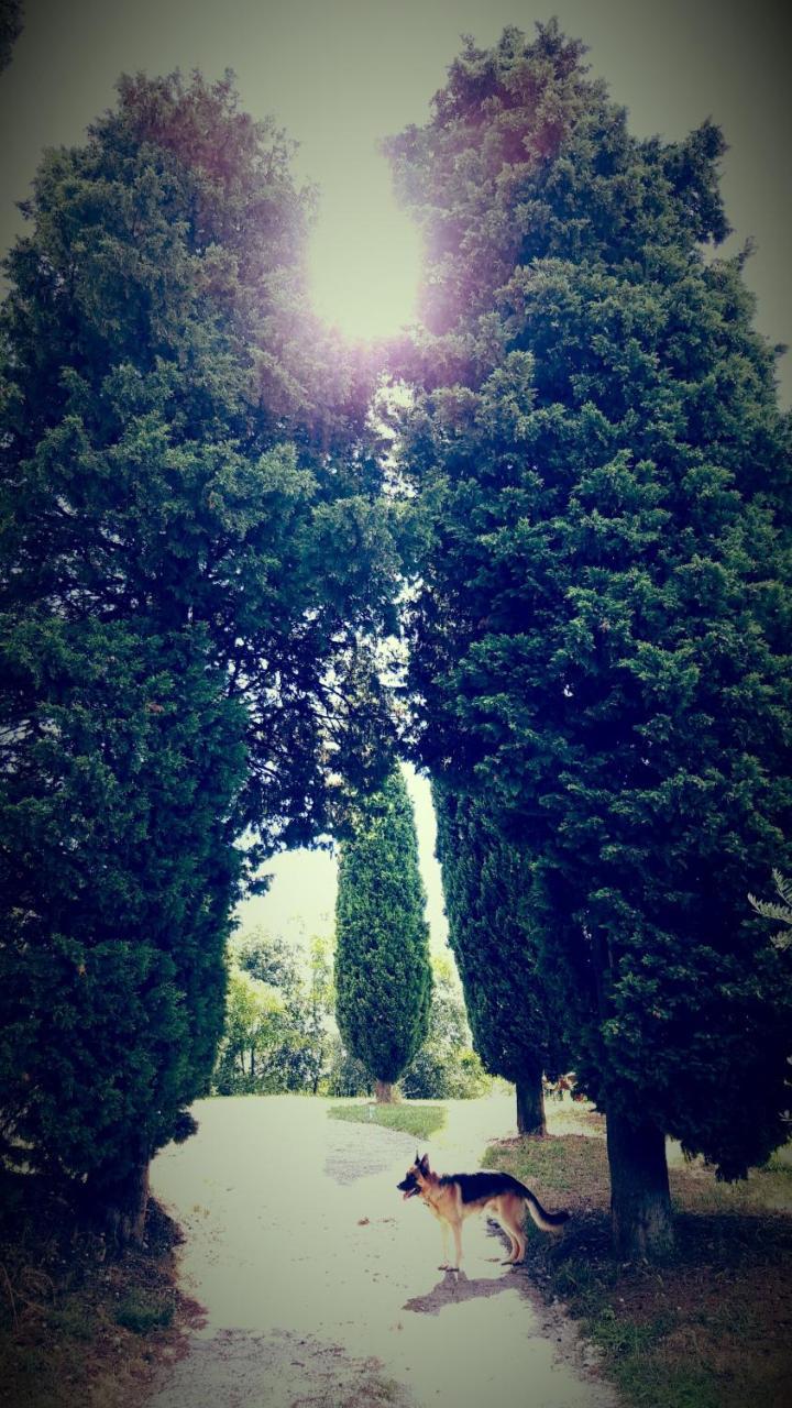 Agriturismo La Guarda Picedo 外观 照片