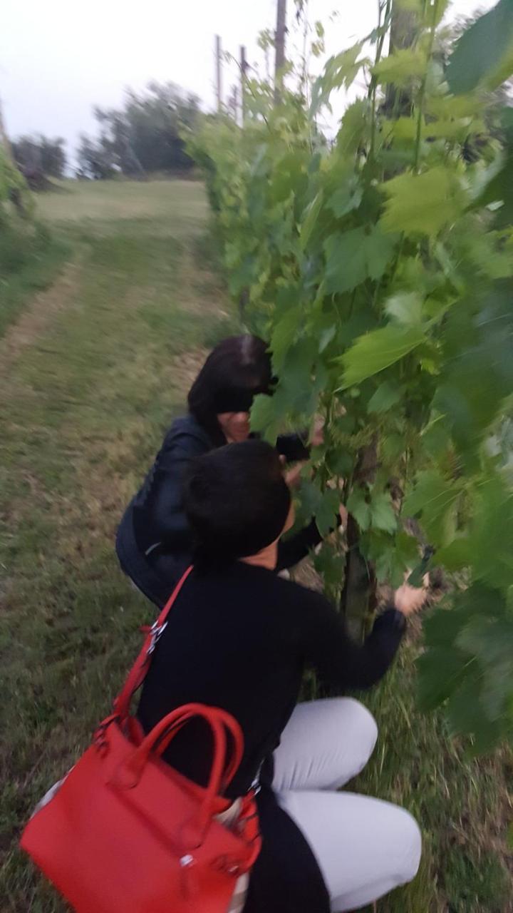 Agriturismo La Guarda Picedo 外观 照片