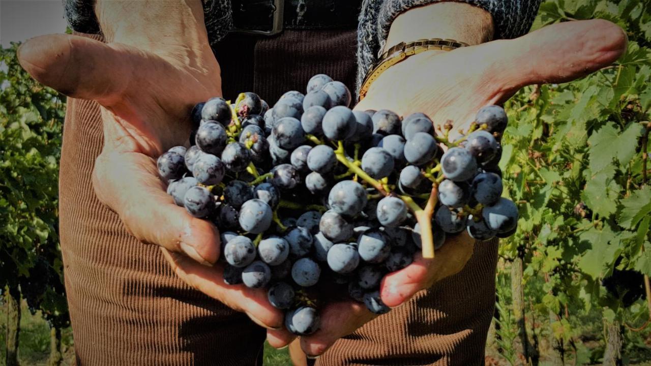 Agriturismo La Guarda Picedo 外观 照片